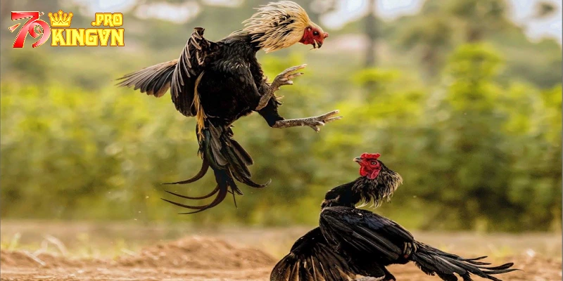 Bí quyết chơi đá gà trực tuyến hay, thắng lớn