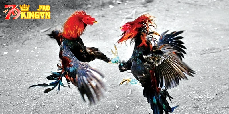 Các dạng kèo đá gà trực tuyến thông dụng