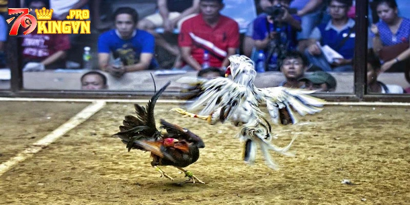 cách đá gà luôn thắng