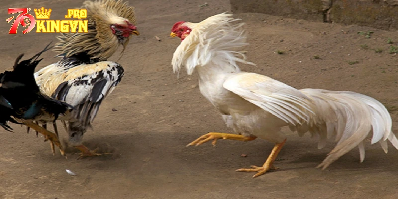 Cách đá gà luôn thắng - Biết dừng chơi đúng lúc