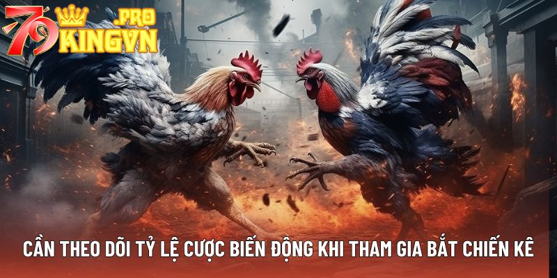 Cần theo dõi tỷ lệ cược biến động khi tham gia bắt chiến kê
