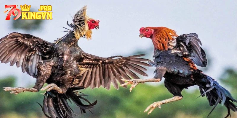 Đá gà 79king: Sân chơi cược an toàn, minh bạch