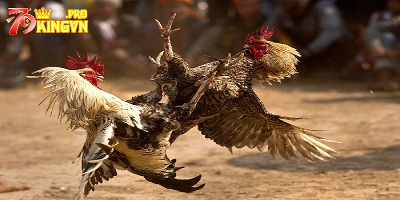 Điểm thu hút của hình thức đá gà online