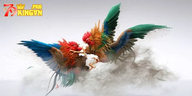 Lưu ý cần nhớ khi đặt cược đá gà tại cổng game 79king