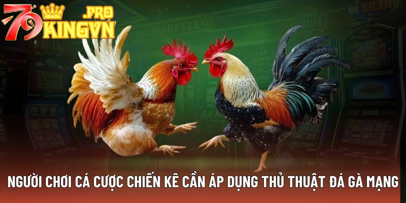 Người chơi cá cược chiến kê cần áp dụng thủ thuật đá gà mạng