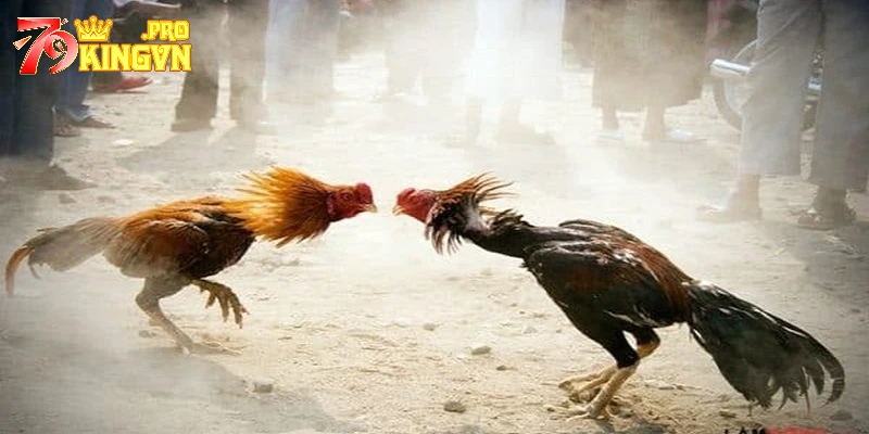 Tận hưởng sự gay cấn với đá gà online