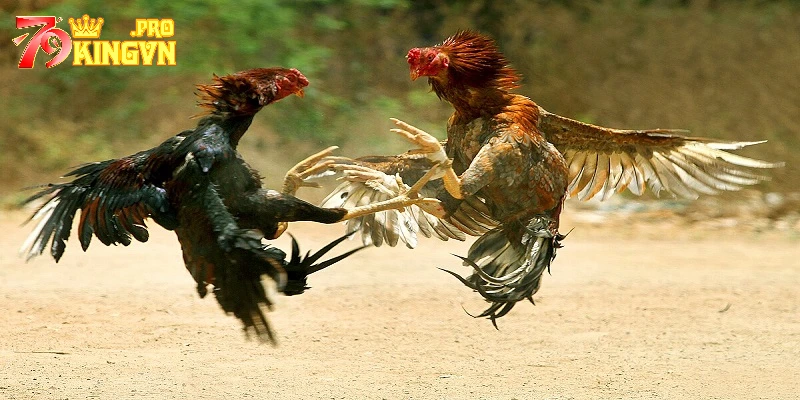 Tìm hiểu nhiều phương pháp cược đá gà từ cao thủ